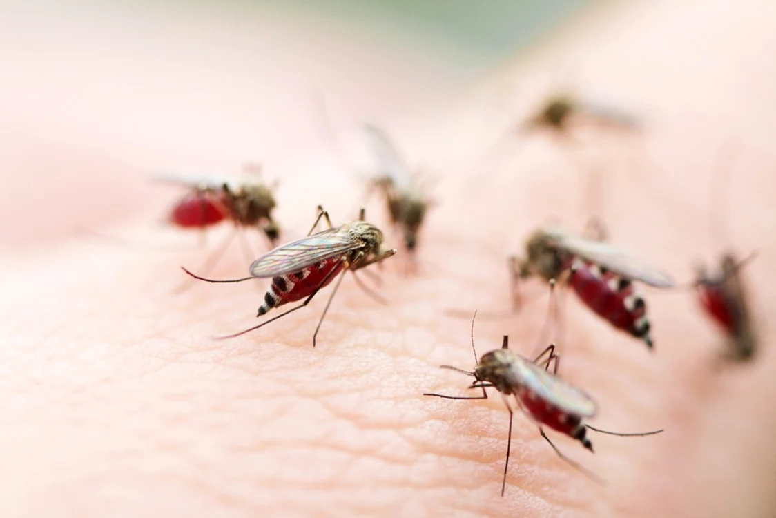 Insectele dezvoltă mecanisme de rezistenţă la piretroide, principalele substanţe din compoziţia soluţiilor anti ţânţari. FOTO Shutterstock