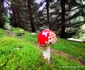 Păduri în județul Hunedoara Foto Daniel Guță ADEVĂRUL (19) jpg