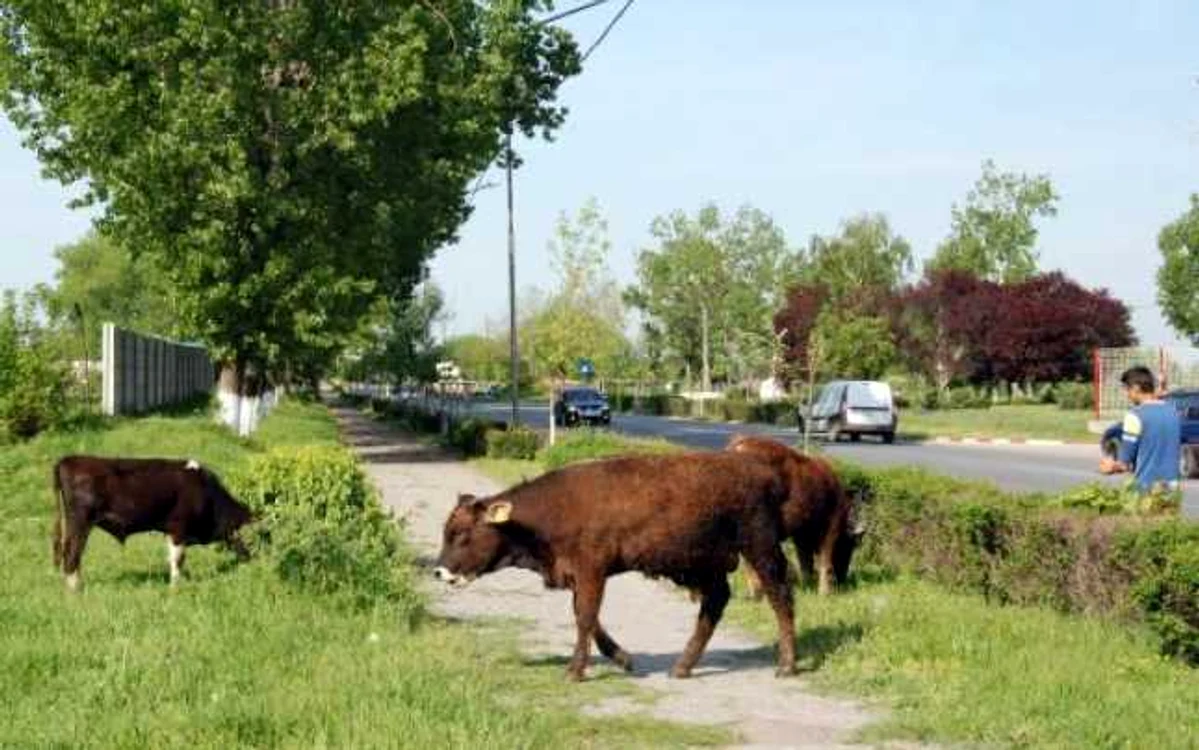 La sfârşitul lunii ianuarie, vom afla câte animale deţin oltenii (foto: arhivă)