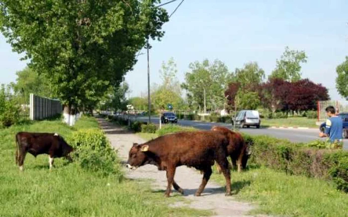 La sfârşitul lunii ianuarie, vom afla câte animale deţin oltenii (foto: arhivă)