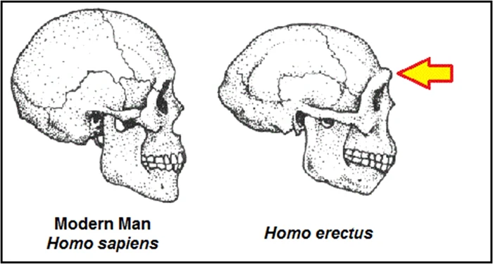 erectus 1 jpg jpeg