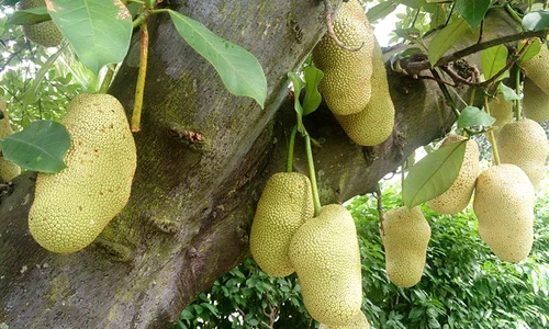 Jackfruit jpeg