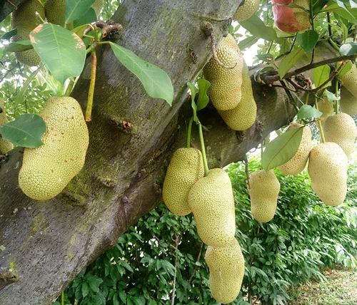 Jackfruit jpeg