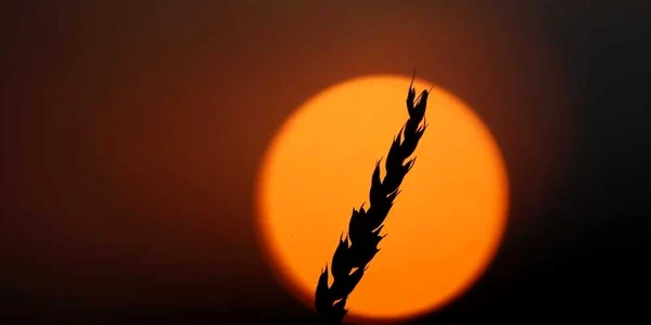 tulpina de grau la apus in Dixon Illinois FOTO reuters