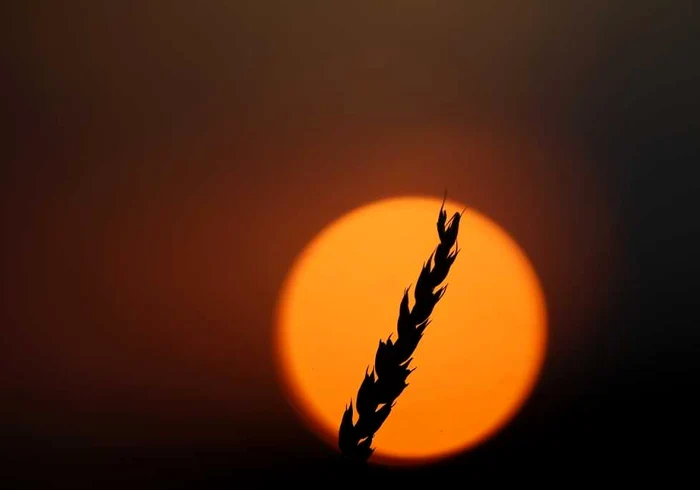 tulpina de grau la apus in Dixon Illinois FOTO reuters