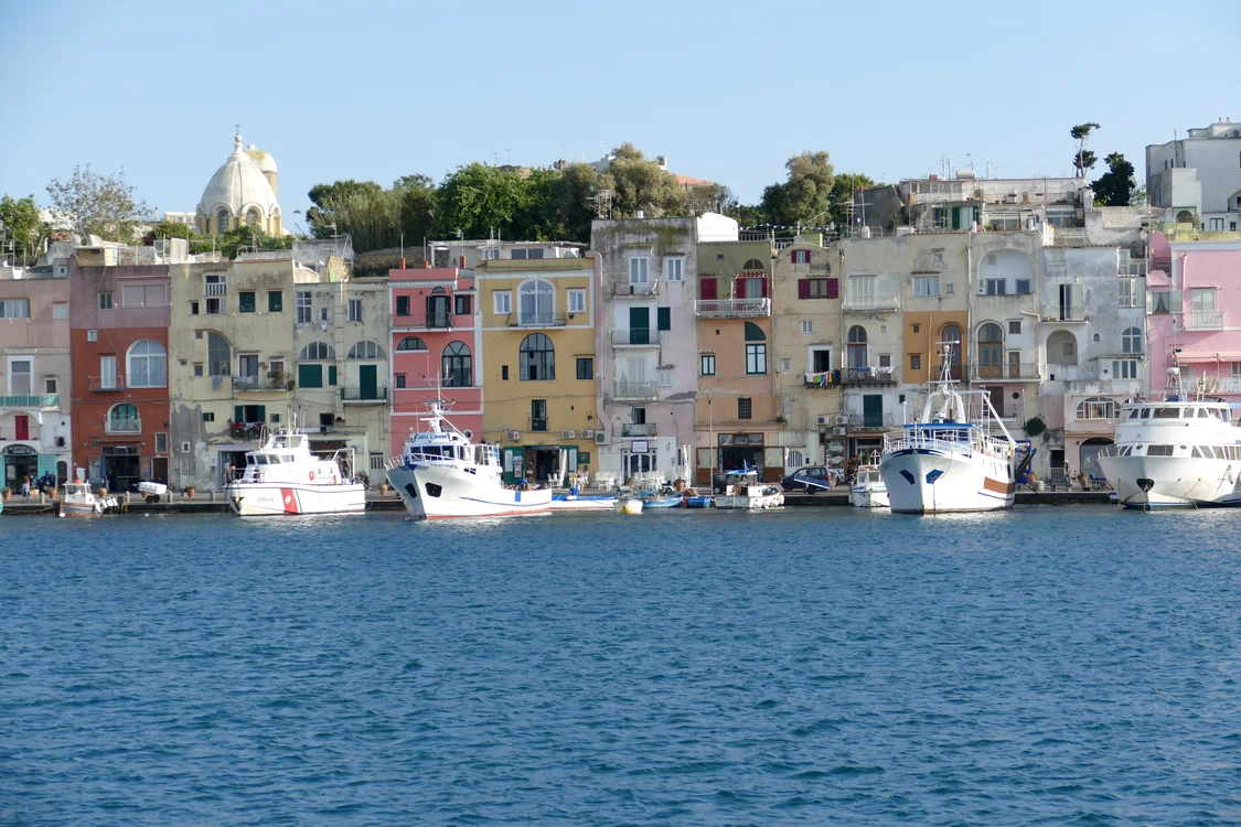 falco procida 2579598 jpg