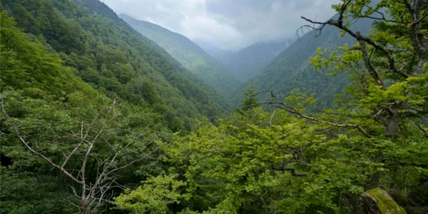 Pădurile unice în Europa din Munții Făgăraș în Boișoara Vâlcea Foto Matthias Schickhofer Agent Green Euro Natur jpg