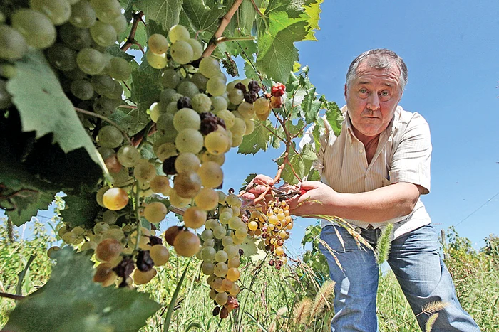 Reporterul Click! a cules struguri în podgoriile de la Dealul Mare. fotografii: Sever Gheorghe