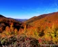 Păduri în județul Hunedoara Foto Daniel Guță ADEVĂRUL (1) jpg