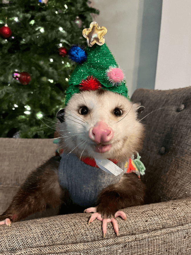 Content image