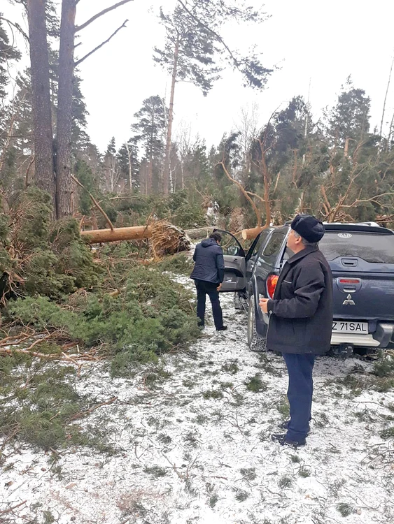 Zeci de arbori puşi la  pământ de vântul care  a suflat cu 140 km/h