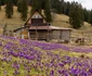 Poienile cu brândușe din Apuseni  Foto Christine Banciu  Facebook (10) jpg