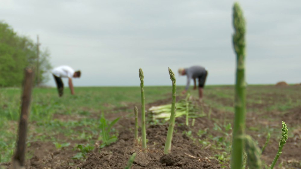 Recoltarea sparanghelului, grăbită de căldura nefirească. Este prima legumă din România cultivată în câmp care se culege primăvara