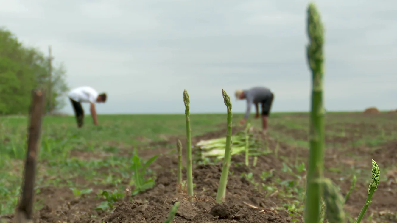 Culesul sparanghelului a început mai devreme. FOTO I. Bunilă