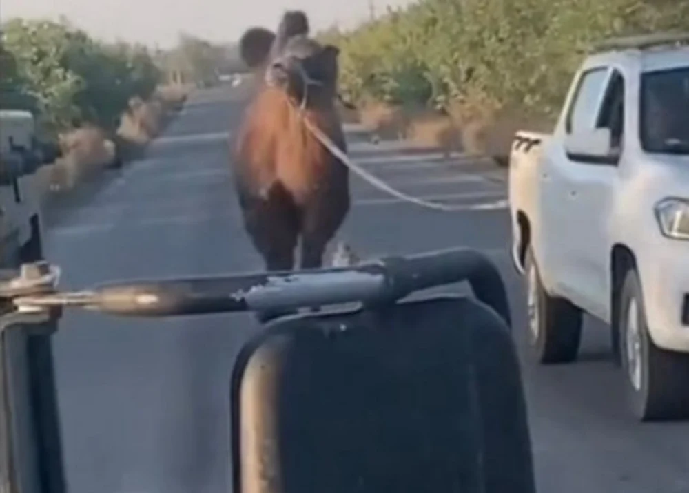 Cămila lui Putin, salvată de ucraineni: simbolul grotesc al unui război disperat