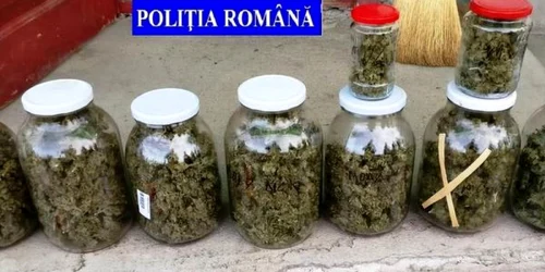 cannabis