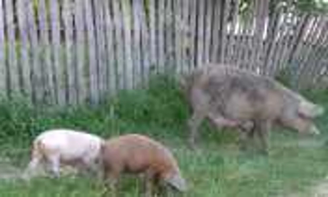 Porci care urmează să fie vaccinaţi