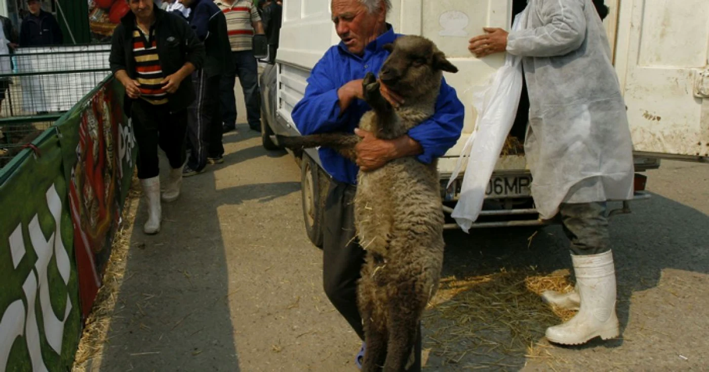 A început comerțul cu miei