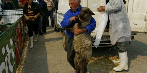 A început comerțul cu miei