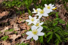 Anemone (foto: Pixabay)