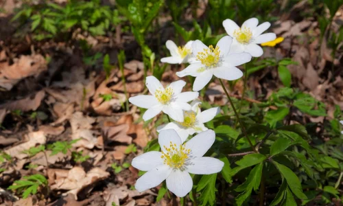 Anemone (foto: Pixabay)