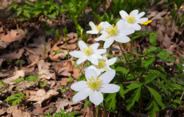 Anemone (foto: Pixabay)