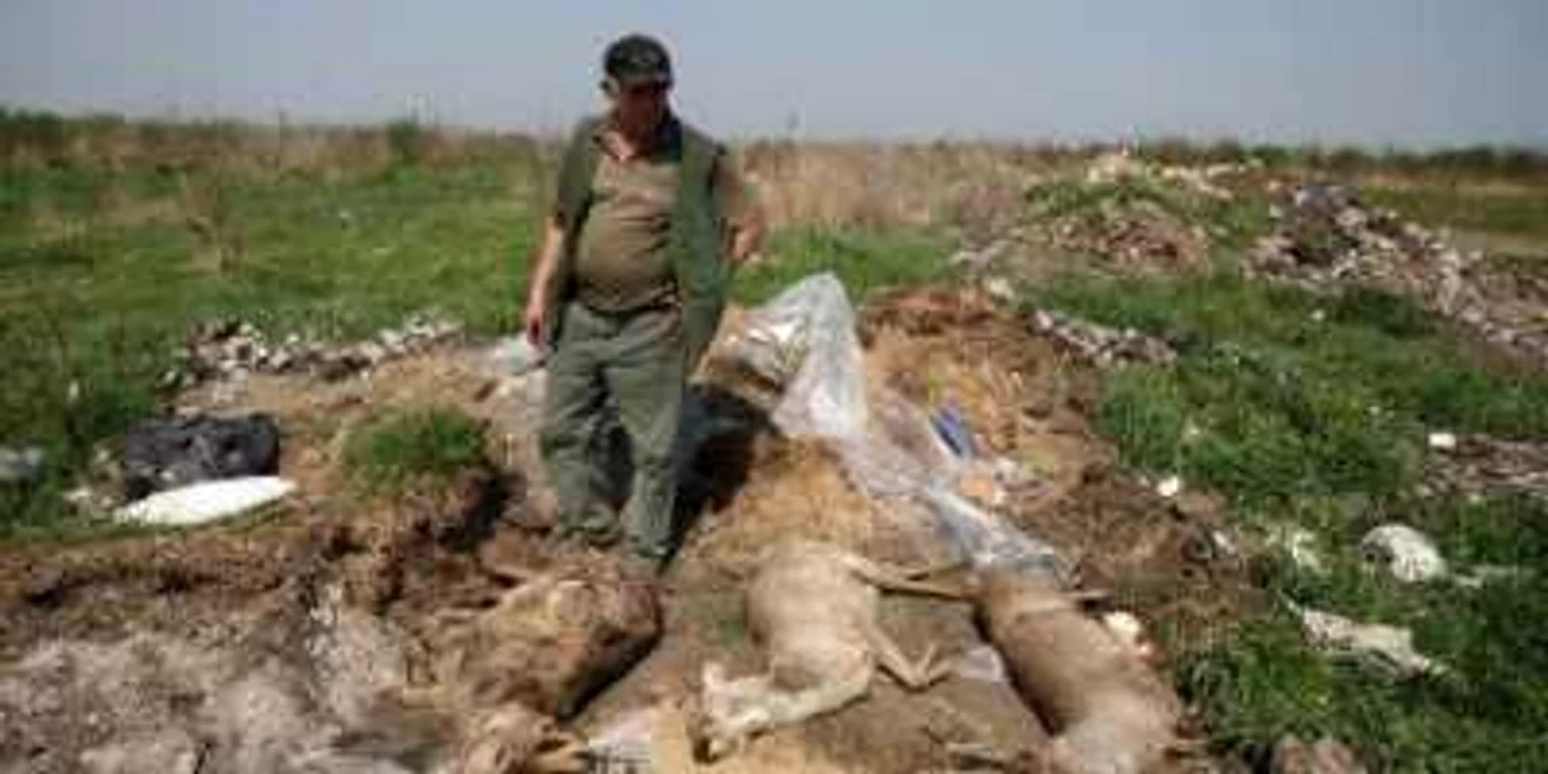 Căprioarele au fost găsite de localnici