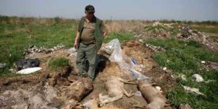 Căprioarele au fost găsite de localnici
