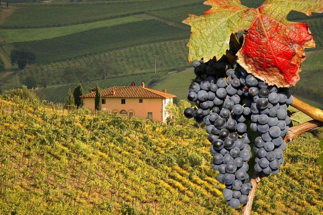 Vineyeard in Chianti Tuscany Italy famous landscape jpg jpeg
