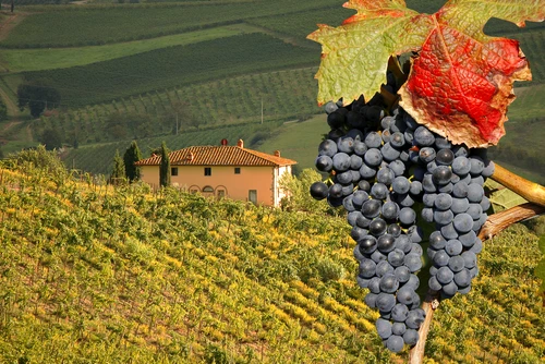 Vineyeard in Chianti Tuscany Italy famous landscape jpg jpeg