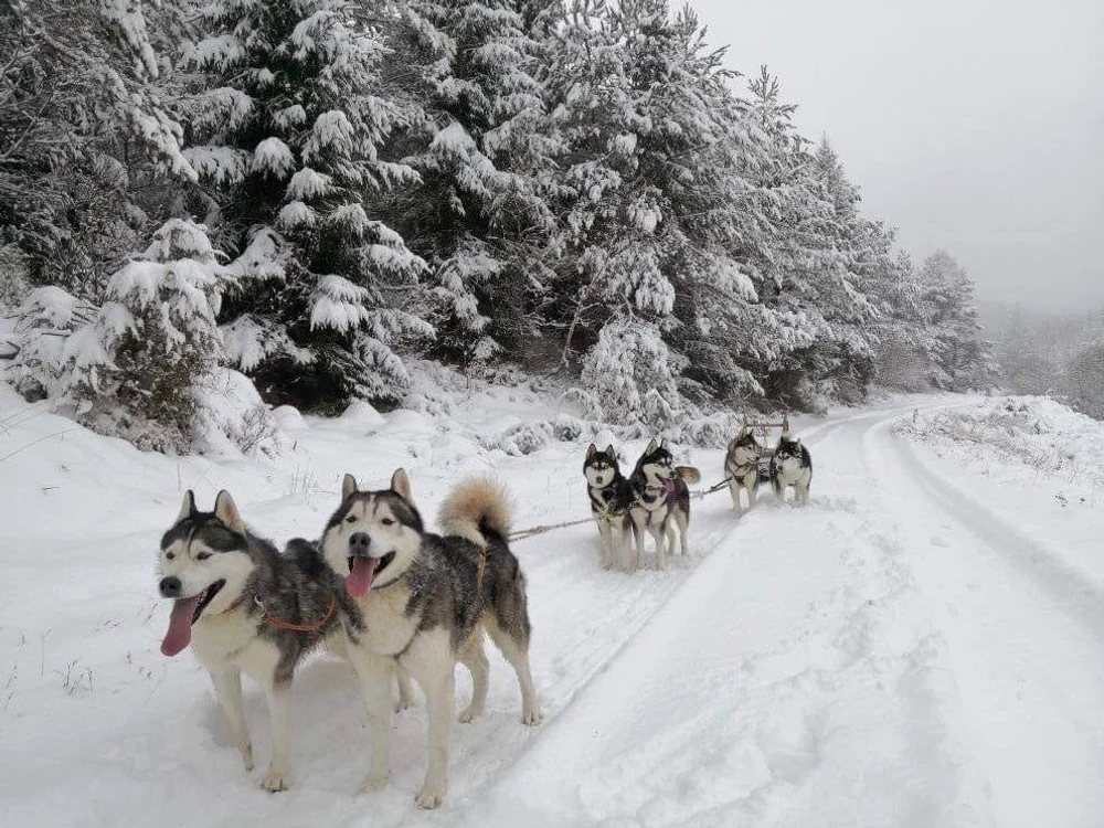 Haita de husky. Foto: Dan Sabău