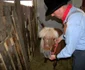 Cowboy Vasile Blaga