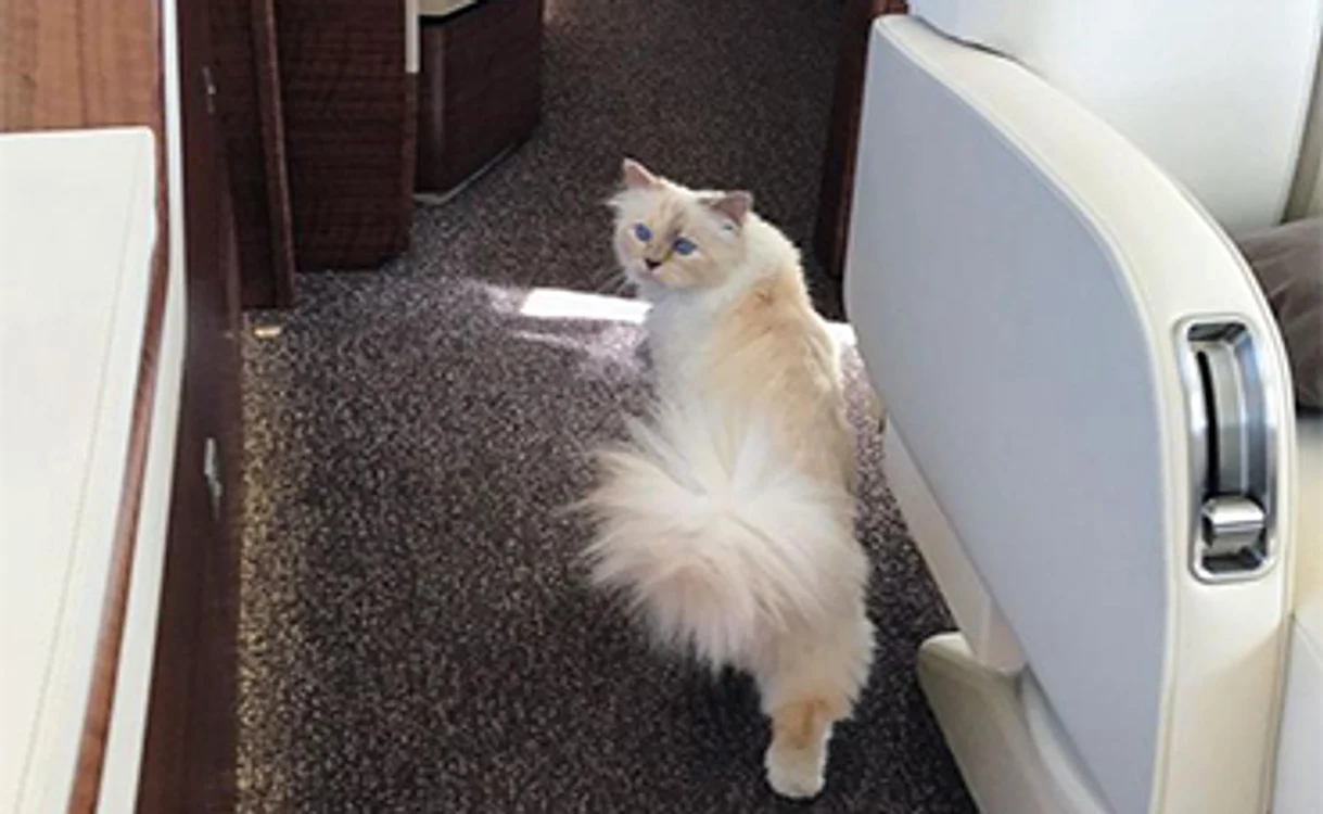 
    Choupette zboară singură cu un avion particular, când este invitată la prezentări de modăFotografii: Instagram  