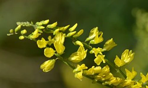 1 70163 original jpg jpeg