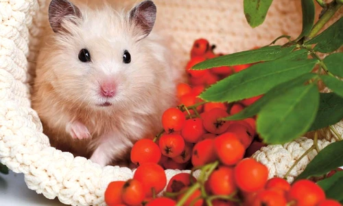 1 72838 original jpg jpeg