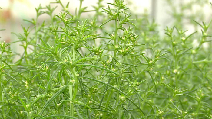 Salsola Soda are originea în Noua Zeelandă. FOTO Iulian Bunilă