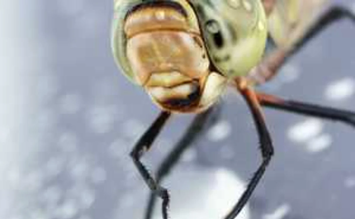 Înţepăturile de insecte pot fi letale FOTO Caters News