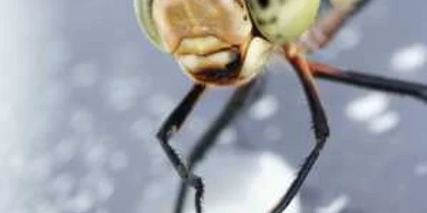 insecta macro fotografie foto Caters News