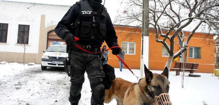 Un poliţist alături de câinele lup dresat pentru găsirea de persoane dispărute sau obiecte ascunse Foto: arhiva Adevărul