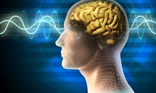 1 creier shutterstock 65181187 jpg jpeg