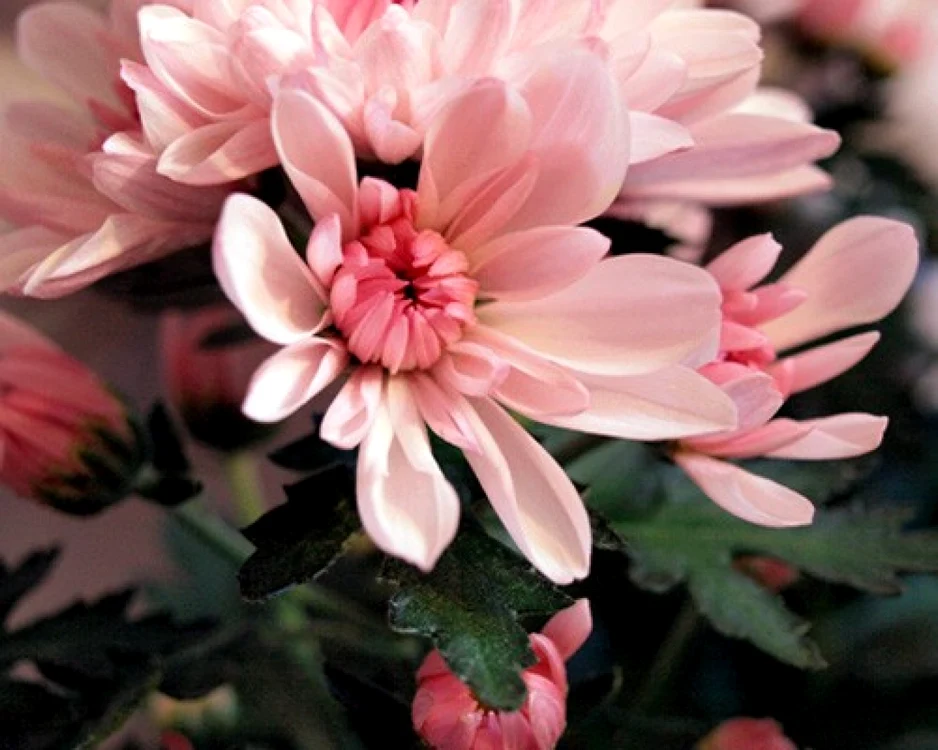 plante