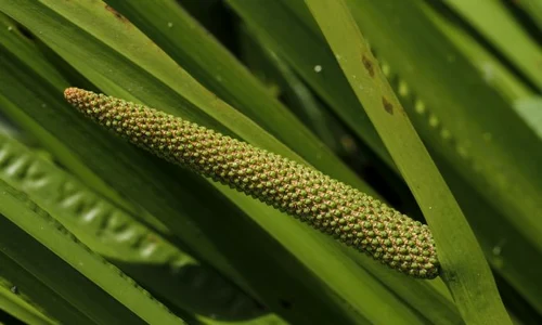 1 obligeana jpg jpeg