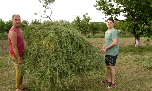 Aldo a fost alături de tatăl lui, Vasile, la cosit (foto: arhiva personală) jpeg