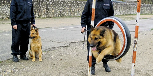 Câinii au făcut echilibristică, au ocolit jaloane şi au sărit peste obstacole
