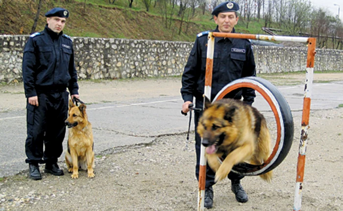 Câinii au făcut echilibristică, au ocolit jaloane şi au sărit peste obstacole