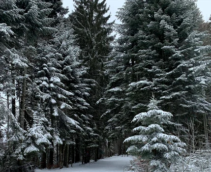 5 simona gherghe vacanta la munte 4 jpg jpeg