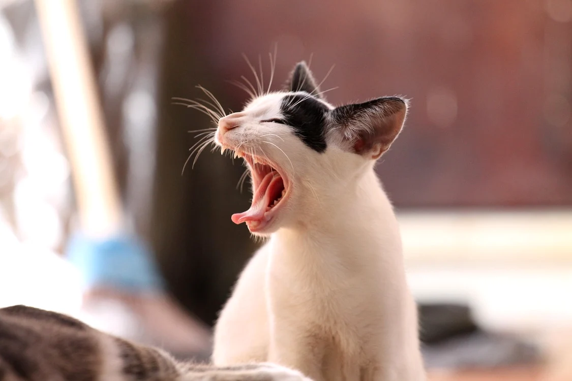 Nu doar la oameni căscatul este contagios / foto: Pixabay