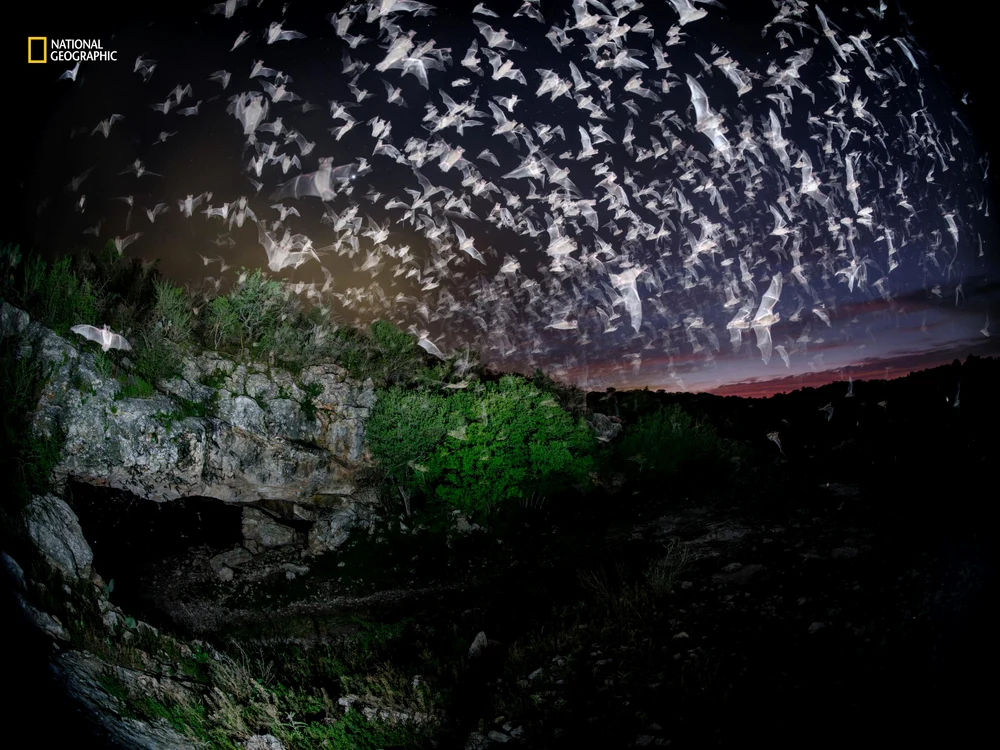 Zece milioane de lilieci locuiesc aici / foto: National Geographic