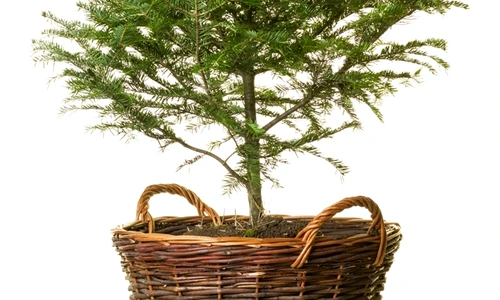 1 55336 original jpg jpeg