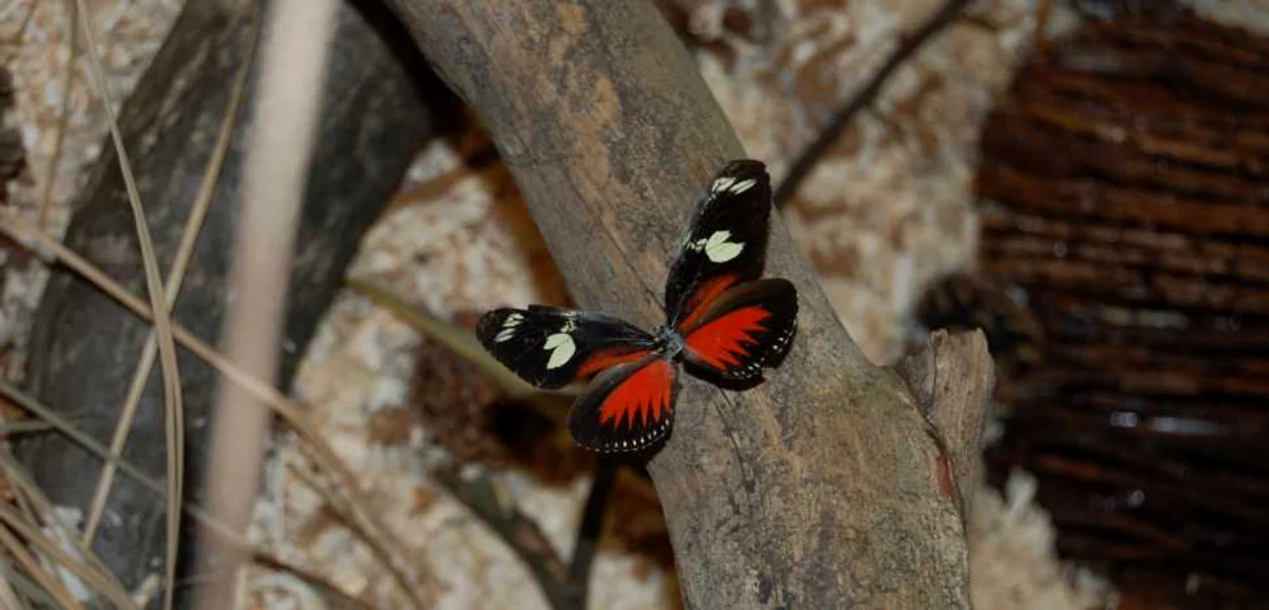 Muzeografii au încercat să recreeze mediul de viaţă al insectelor